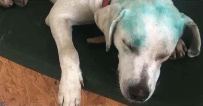 Cachorro pintado durante suposto trote universitário gera revolta e investigação em SC