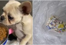 Cão é salvo após ingerir dezenas de pedras de crack e caso termina em prisão em Joinville