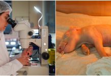 VÍDEO: Ciência brasileira avança e cria porco clonado para doação de órgãos