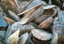 Crise na maricultura: produtores de ostras acumulam prejuízos e temem desabastecimento