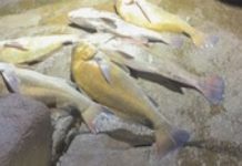 Pesca de espécie em extinção rende multa de R$ 60 mil a influenciador em SC