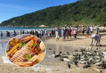 Bombinhas transforma tradição da pesca da tainha em roteiro gastronômico que movimenta turismo e economia
