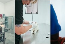 Itapema amplia acesso à saúde animal com atendimento gratuito para famílias do CadÚnico