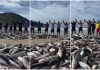 VÍDEO: Pescadores se unem em oração após lanço histórico de tainha em Florianópolis