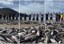 VÍDEO: Pescadores se unem em oração após lanço histórico de tainha em Florianópolis