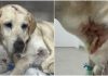 Surfista cego Derek Rabelo e cão-guia são atacados por três pitbulls em Florianópolis