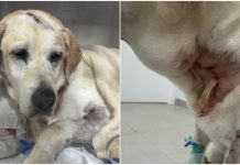 Surfista cego Derek Rabelo e cão-guia são atacados por três pitbulls em Florianópolis