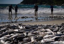 Temporada da tainha movimenta o litoral de SC e ultrapassa marca de 200 toneladas