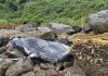 Baleia-jubarte é encontrada morta em costão rochoso no litoral de Santa Catarina