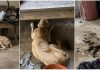 Cadela encontrada em estado crítico leva professora à Justiça por maus-tratos em SC