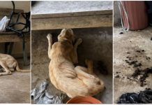 Cadela encontrada em estado crítico leva professora à Justiça por maus-tratos em SC