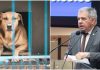 Lei Orelha avança em Santa Catarina e prevê multas até três vezes maiores em casos de morte de animais