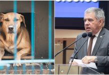 Lei Orelha avança em Santa Catarina e prevê multas até três vezes maiores em casos de morte de animais