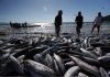 Nova portaria amplia cota da tainha em Santa Catarina e libera mais 430 toneladas para o arrasto de praia
