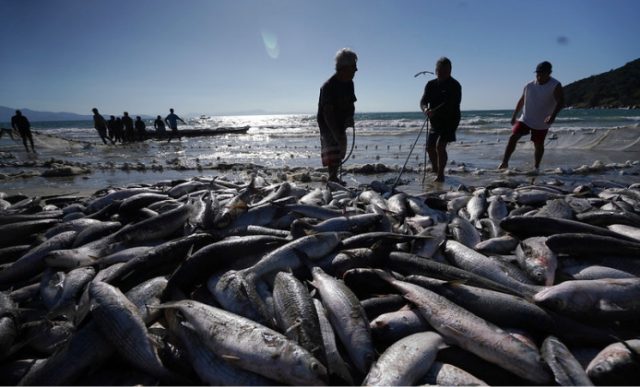 Nova portaria amplia cota da tainha em Santa Catarina e libera mais 430 toneladas para o arrasto de praia