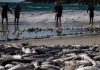 Pelo Estado 10/06: Pesca da tainha fala mais sobre política do que sobre economia