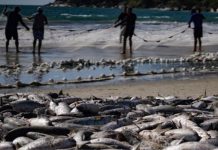 Pelo Estado 10/06: Pesca da tainha fala mais sobre política do que sobre economia