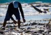 Pelo Estado 17/06: Governo de SC aciona Justiça Federal para derrubar cotas da pesca artesanal da tainha