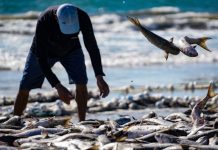 Pelo Estado 17/06: Governo de SC aciona Justiça Federal para derrubar cotas da pesca artesanal da tainha