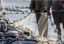Pesca da tainha em SC aguarda publicação de portaria após anúncio de nova cota