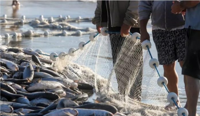 Pesca da tainha em SC aguarda publicação de portaria após anúncio de nova cota