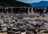 SC prepara ação judicial contra suspensão da pesca da tainha e mobiliza comunidades pesqueiras