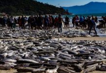 SC prepara ação judicial contra suspensão da pesca da tainha e mobiliza comunidades pesqueiras