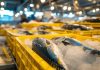 Santa Catarina lidera indústria do pescado e amplia protagonismo no setor pesqueiro nacional