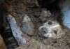 Cachorro é resgatado com vida após passar quase um dia soterrado sob muro em SC
