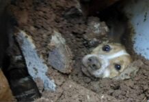 Cachorro é resgatado com vida após passar quase um dia soterrado sob muro em SC