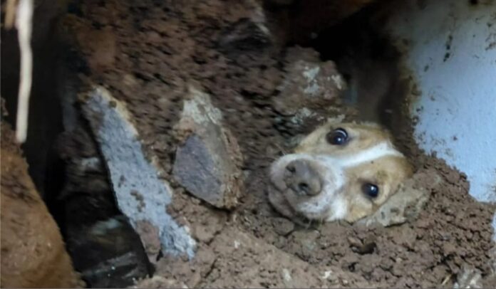 Cachorro é resgatado com vida após passar quase um dia soterrado sob muro em SC