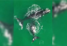 Gigantes do mar retornam ao litoral catarinense e encantam moradores em Florianópolis