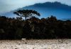 Massa de ar polar intensifica frio em SC com previsão de geada, temperaturas negativas e mar agitado