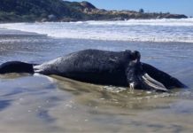 Morte de filhote de baleia-franca mobiliza especialistas e marca primeiro encalhe da temporada em SC