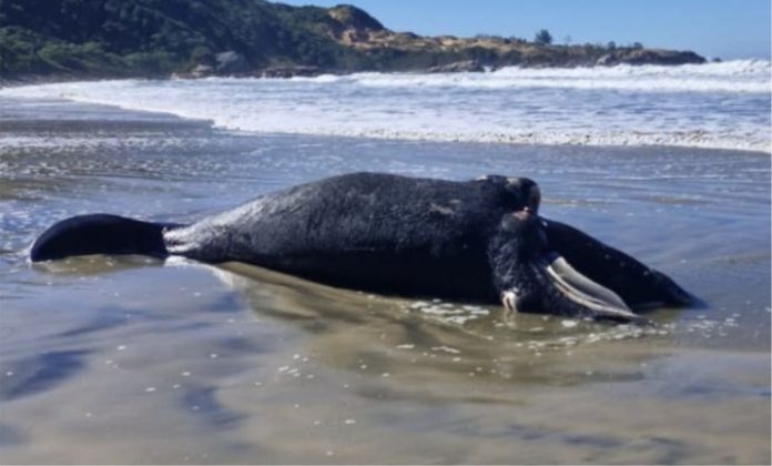 Morte de filhote de baleia-franca mobiliza especialistas e marca primeiro encalhe da temporada em SC