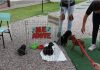 Mutirão leva castração gratuita de cães e gatos ao Sertão de Santa Luzia em Porto Belo
