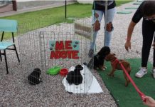 Mutirão leva castração gratuita de cães e gatos ao Sertão de Santa Luzia em Porto Belo