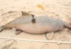 Litoral de Santa Catarina registra 44 ocorrências de toninhas, sendo 43 animais mortos