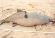 Litoral de Santa Catarina registra 44 ocorrências de toninhas, sendo 43 animais mortos