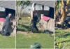 Polícia Civil investiga morte de dois filhotes em possível caso de maus-tratos em Joinville