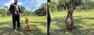 Quatro cães superam histórico de maus-tratos e agora buscam um lar em Itapema 1 Animais passaram por treinamento e ressocializacao