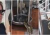 Caninana de quase 3 metros aparece dentro de cozinha em residência de SC