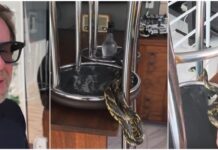 Caninana de quase 3 metros aparece dentro de cozinha em residência de SC