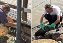 Itapema reforça combate a roedores na orla com ação preventiva