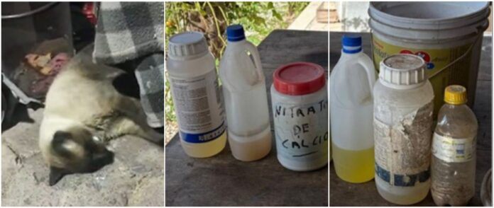 Mulher é investigada por morte de 11 gatos após suposto envenenamento em Navegantes