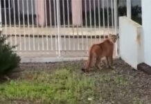 Onça-parda é capturada após circular por quintais e garagem em Campos Novos