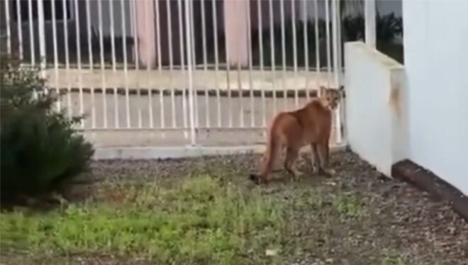 Onça-parda é capturada após circular por quintais e garagem em Campos Novos