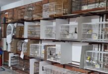 Operação contra comércio ilegal de aves prende quatro pessoas e resgata 11 animais em Joinville