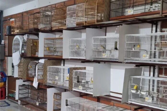 Operação contra comércio ilegal de aves prende quatro pessoas e resgata 11 animais em Joinville