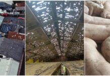 Temporal de granizo provoca estragos e mortes de animais no Oeste catarinense